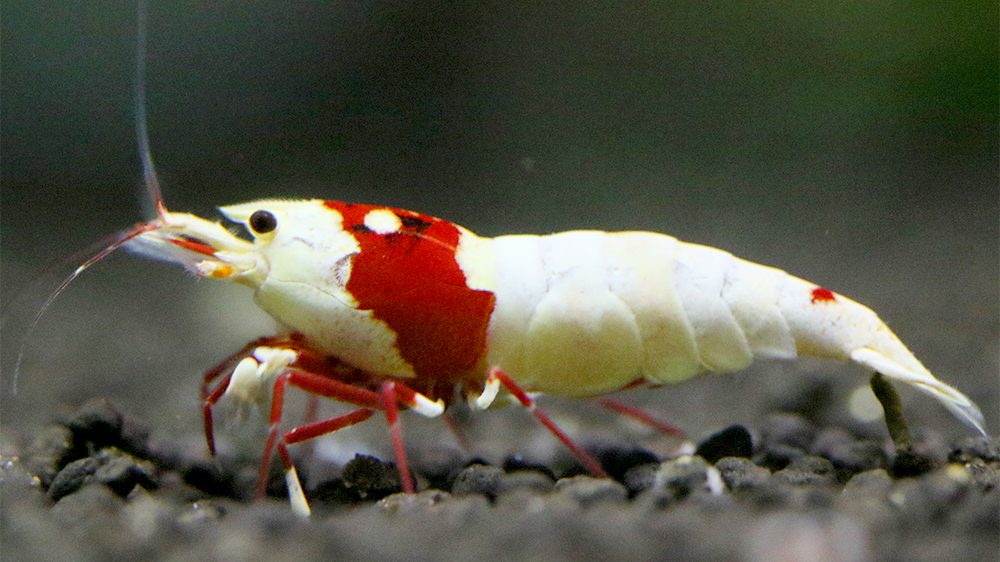 アクアリウムぺぺ Aquarium Pepe