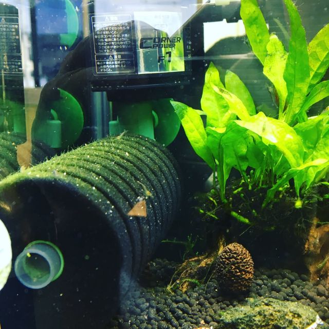 綺麗に成長した流木活着ミクロソリウム・ウェンディロブ