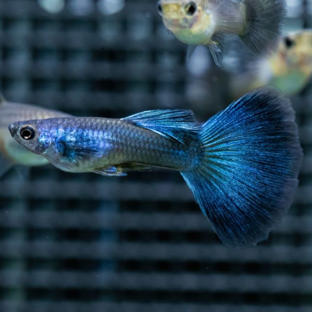 綺麗に成長した流木活着ミクロソリウム・ウェンディロブ