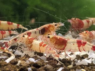 エビの調子が悪いときにまずやらなきゃいけないことは Pepeブログ 趣味の部屋でアクアリウム満喫中